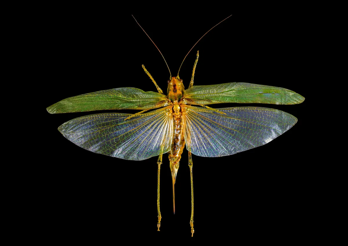 Man sieht eine Nahaufnahme eines Insekts.